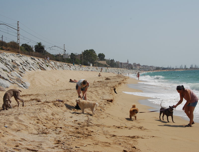Imatge pels mitjans: Platja per a gossos a la platja del Masnou