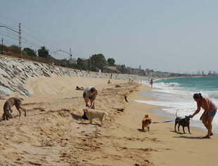 Platja per a gossos.jpg